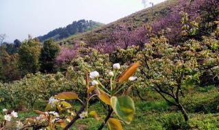桃李芳菲梨花笑 桃李芳菲梨花笑