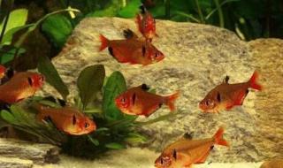 我的迷你小黑裙 我的迷你小黑裙