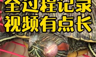 巴西龟白眼病怎么办