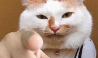 又凶又可爱的表情包 又凶又可爱的表情包