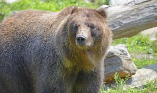 熊割了熊掌会死吗 熊割了熊掌会死吗