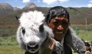 一头牦牛价值多少