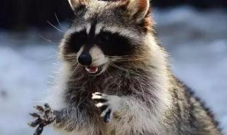 浣熊君为什么被禁了