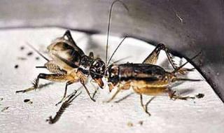 上海食品批发市场