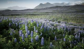 还有一个音译歌词 还有一个音译歌词