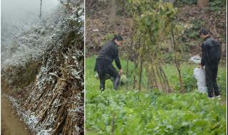 河南积雪已脚脖子深 河南积雪已脚脖子深